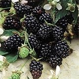 Photo BlackBerry Plants 
