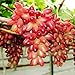 ChinaMarket 50pcs / bag Seltene Finger Traubenkernen, Mix Erweiterte Fruchtsamen, Trauben Natürliches Wachstum neu 2024