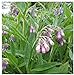 Earthcare Seeds True Comfrey 50 Seeds (Symphytum officinale) Non GMO, Heirloom new 2024