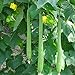 Semillas para jardinería, 10 piezas de semillas de luffa largas de esponja de pepino, calabaza verde vegetal de granja nuevo 2024