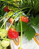Photo Strawberry Evie-2 Bare Root Plants 20 Count - Ever Bearing - Non-GMO - Day Neutral Longer Fruit yielding Season - Bareroots Wrapped in Coco Coir - GreenEase by ENROOT, best price $20.97, bestseller 2024
