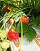 Strawberry Evie-2 Bare Root Plants 20 Count - Ever Bearing - Non-GMO - Day Neutral Longer Fruit yielding Season - Bareroots Wrapped in Coco Coir - GreenEase by ENROOT new 2024