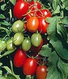 Photo Juliet Grape Tomato 15 Seeds - High yields!, best price $3.18, bestseller 2024
