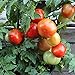 Rotkäppchen Tomatensamen für ca. 20 Pflanzen - alte, deutsche Buschtomate neu 2024