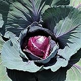 Photo Red Rock Cabbage Seeds - 25 Count Seed Pack - A Hearty, Late-Harvest Variety That's flavorful and Sweet - Country Creek LLC, best price $1.99, bestseller 2024