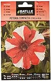 Foto Petunia Compacta Estrella ROJA, mejor precio 1,88 €, éxito de ventas 2024