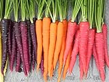 Photo Rainbow Blend Carrot Heirloom Seeds - B258 (150 Seeds, 1/4 Gram), best price $2.99, bestseller 2024