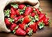 KIRA SEEDS - Fresca Strawberry Giant - Everbearing Fruits for Planting - GMO Free new 2024