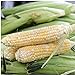 Seed Needs, Butter and Sugar Sweet Corn - Bi Color (Zea mays) Bulk Package of 160 Seeds Non-GMO new 2024