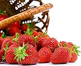Photo Seascape Everbearing Strawberry 10 Bare Root Plants - BEST FLAVOR, best price $18.37, bestseller 2024