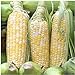 Peaches & Cream Sweet Corn Non-GMO Seeds, 1 Pound (2,400+ Seeds) - by Seeds2Go new 2024