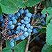 Creeping Oregon Grape Seeds (Mahonia repens) Packet of 10 Seeds new 2024
