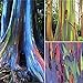 200 Piezas Semillas De Eucalipto Fuerte Adaptabilidad A La Siembra Fácil De Cuidar Adecuado Para Principiantes Eucalyptus Arcoíris Especies Raras Siembra En Interiores Durante Todo El Año nuevo 2024