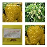 Foto gelbe Erdbeere (alpine yellow) - 50+ Samen - süß !, bester Preis 4,50 €, Bestseller 2024