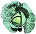Cabbage Bravo F1 Seeds - Vegetable Seeds Package (1000) new 2024