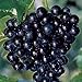 Pixies Gardens (1 Gallon) Cowart Muscadine Grape Vines Shrub Live Plant new 2024