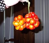 Photo Very Rare Heirloom! Traveler's Tomato 20 Seeds! Pull Apart & eat Like Grapes!, best price $2.89, bestseller 2024