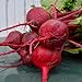 Crosby Egyptian Beet - 100 Seeds - Heirloom & Open-Pollinated Variety, Non-GMO Vegetable Seeds for Planting Indoors or Outdoors in Containers or The Home Garden, Thresh Seed Company new 2024