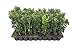 Green Mountain Boxwood - 10 Live Plants - Buxus - Fast Growing Cold Hardy Formal Evergreen Shrub new 2024