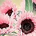 Blumensamen Pflanzensamen 50Pcs/Bag Samen natürliche große Wasser Nachfrage Blume rosa Sonnenblumensamen für Fenster - Sonnenblumensamen neu 2024