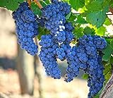 Photo Grape Seeds for Planting| 100 Seeds Packet, best price $8.99 ($0.09 / Count), bestseller 2024