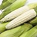 1 Beutel Maissamen Natürliche hohe Keimrate Süßer köstlicher Wachsmaissamen für Gewächshaus - Weiße Maissamen neu 2024