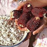 Photo Red Strawberry Popcorn Seeds (25 Seeds), best price $4.83, bestseller 2024