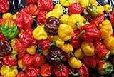 Photo 25 seeds SCOTCH BONNET PEPPER SEEDS-(Caribbean Mix) - RED,YELLOW,AND CHOCOLATE, best price $6.95 ($0.28 / Count), bestseller 2024