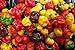 25 seeds SCOTCH BONNET PEPPER SEEDS-(Caribbean Mix) - RED,YELLOW,AND CHOCOLATE new 2024