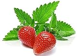 Photo 100+ Strawberry Mint Herb Seeds Non-GMO Fragrant Rare! US Grown!, best price $5.89 ($166.86 / Ounce), bestseller 2024