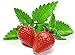 100+ Strawberry Mint Herb Seeds Non-GMO Fragrant Rare! US Grown! new 2024