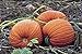 PlenTree Graines de citrouille, or mammouth, Heirloom, organiques, non Ogm 25+ graines, grosses Pumpkins nouveau 2024