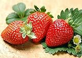Photo 300pcs Giant Strawberry Seeds, Sweet Red Strawberry/Organic Garden Strawberry Fruit Seeds, for Home Garden Planting, best price $9.59 ($0.03 / Count), bestseller 2024