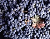 Photo Vitis Vinifera Cabernet Sauvignon Wine Grape jocad (5 Seeds), best price $19.95, bestseller 2024
