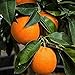 20 piezas Semillas de cítricos Mandarina dulce Rutaceae Arbusto leñoso perenne de hoja perenne Árbol pequeño Fragancia fuerte Único atractivo Afrutado nuevo 2024