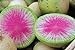 100 Radis Melon d'eau des graines de radis très unique nouveau 2024