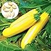 50 semillas de calabacín amarillo unids/bolsa fácil de crecer deliciosas verduras mini jardín decorar su patio Semillas de calabacín nuevo 2024