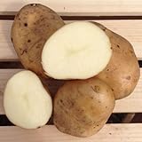 Photo Kennebec Seed Potatoes, 5 lbs. (Certified), best price $12.99 ($0.16 / Ounce), bestseller 2024