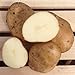 Kennebec Seed Potatoes, 5 lbs. (Certified) new 2024