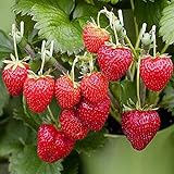 Photo (2000 Seeds)Perpetual Strawberry Four Seasons Strawberry Seeds for Planting04, best price $9.99 ($0.00 / Count), bestseller 2024