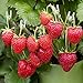 (2000 Seeds)Perpetual Strawberry Four Seasons Strawberry Seeds for Planting04 new 2024