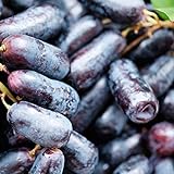 Foto 200 Stück schwarze Traubenkerne zum Anpflanzen, gentechnikfreie Traubenbaumsamen für die Gartensaat im Freien, bester Preis 15,50 €, Bestseller 2024