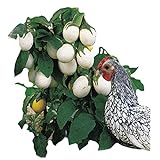 Photo Park Seed Easter Egg Plant Seeds, best price $7.95, bestseller 2024