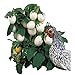 Park Seed Easter Egg Plant Seeds new 2024
