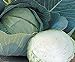 Stone Head Hybrid Cabbage Seeds new 2024