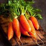 Photo David's Garden Seeds Carrot Little Finger 1116 (Orange) 200 Non-GMO, Heirloom Seeds, best price $3.45, bestseller 2024