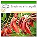 SAFLAX - Árbol del coral - 6 semillas - Con sustrato estéril para cultivo - Erythrina crista galli nuevo 2024