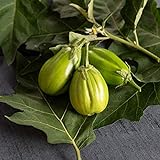 Photo David's Garden Seeds Eggplant Comprido Verde Claro 4222 (Green) 25 Non-GMO, Open Pollinated Seeds, best price $4.45, bestseller 2024