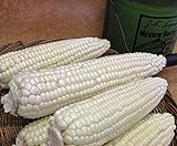 Photo Corn, STOWELL'S Evergreen White Corn, Heirloom,20 Seeds, Delicious White Sweet Corn, best price $1.99, bestseller 2024