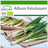 Foto SAFLAX - Ecológico - Cebolla tierna - Ishikura japonés - 150 semillas - Allium fistulosum, mejor precio 3,95 €, éxito de ventas 2024